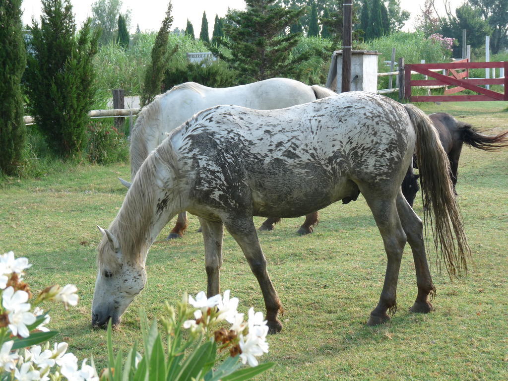 Bergerie D'Alivon En Camargue Bed & Breakfast Albaron Bagian luar foto